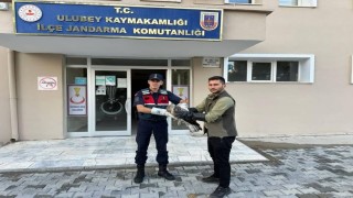 Yaralı şahinin imdadına jandarma yetişti