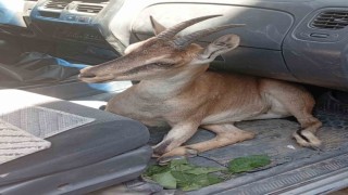 Yaralı yavru dağ keçisi tedavi altına alındı