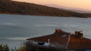 Yaren Leylek depremi önceden hissetti