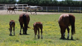 Yaşları küçük, değerleri milyon