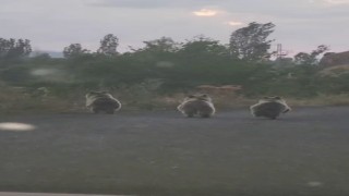 Yavru ayılar otomobile yol vermedi