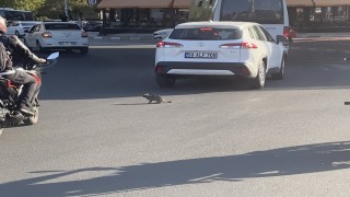 Yavru kedi trafikte sürücülere zor anlar yaşattı