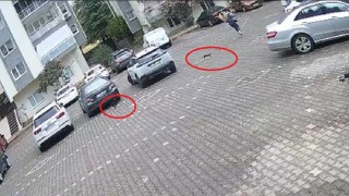 Yavru kediler, önlerine kattıkları kadını evine kadar kovaladı