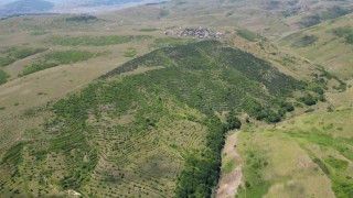 Yayla sakinleri imece usulü çalışarak bozkırı ormana dönüştürdü