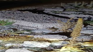 Yaylada nadir Arap Tavşanının görüldüğü iddiası