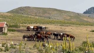 Yaylalara yiyecek aramaya gelen yılkı atları havadan görüntülendi