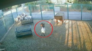 Yerdeki poşeti başına geçiren cüce keçi, diğer keçilerin kabusu oldu