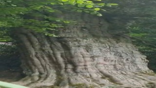 Yeryüzündeki en yaşlı ağaçlardan birisi Türkiyede: 4121 yıllık porsuk