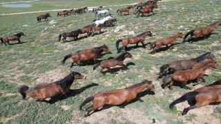 Yılkı atları doğal yaşam ortamlarında havadan görüntülendi