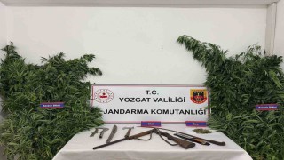 Yozgatta 243 kök kenevir ele geçirildi