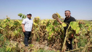 Yozgatta çerezlik ay çekirdeği hasadı başladı