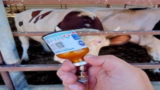 Yozgatta kapatılan hayvan pazarları yeniden açıldı