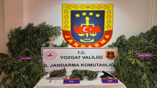 Yozgatta uyuşturucu operasyonu: Bin 135 kök kenevir ele geçirildi