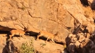 Yüksekova-Van kara yolunda sürü halindeki dağ keçileri görüntülendi