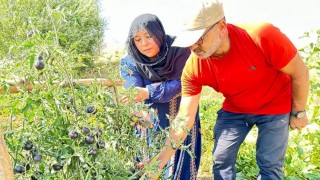 Yüksekovada siyah domates 2 senedir aynı çiftçi tarafından yetiştiriliyor