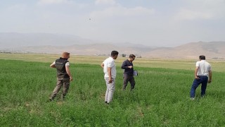 Yüksekovanın ovasında yem bitkileri incelendi