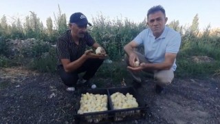 Yumurtadan 4 ayaklı civciv çıktı