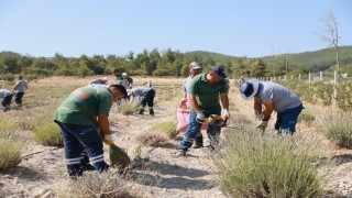 Yunusemrede lavanta hasadı başladı