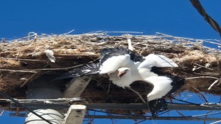 Yuvasına takılı kalan leylek böyle kurtarıldı