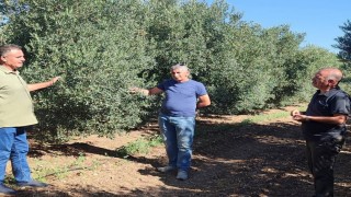 Zeytin bahçelerinde zararlı kontrolleri yapıldı
