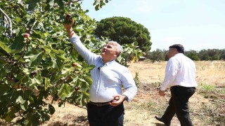 Zeytinlikler arasındaki ballı lezzet: Havran siyah inciri