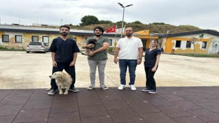 Zifte bulanan yavru köpek rehabilitasyon merkezinde yaşama tutundu