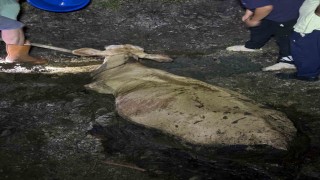 Zonguldakta kaybolan büyükbaş hayvan bataklıkta bulundu