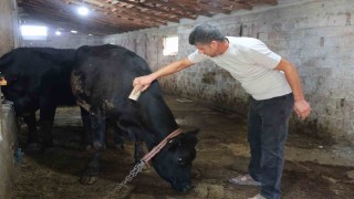 ‘ Kırsalda Bereket Hayvancılığa Destek projesi ilk meyvesini verdi