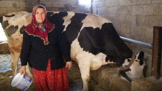 2 inekle başladı sıfır kilometre araç sahibi oldu