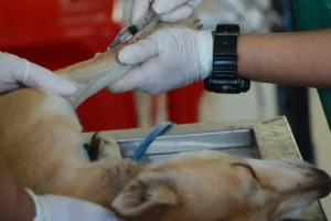 2025’te Kadıköy Veteriner Tavsiyeleri: En İyi Klinikler