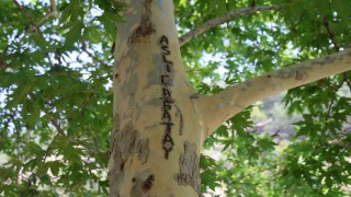 45 yıllık çınarı yazı tahtasına çevirdiler: Vatandaş çuvalla koruma altına aldı