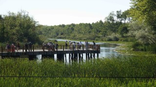 Acarlar Longozu yaz sezonunda ziyaretçi akınına uğradı