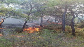 Adanada çıkan orman yangınları söndürüldü