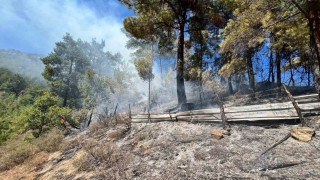 Adanada orman yangını çıktı