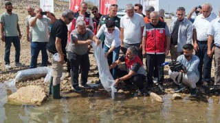 Adıyamanda 1 milyonun üzerinde yavru sazan doğaya bırakıldı