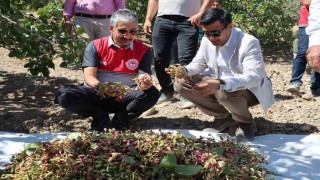 Adıyamanda Antep Fıstık hasadı başladı