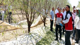 Adıyamanda badem hasadı düzenlendi