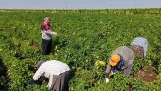 Adıyamanda biber hasadı başladı