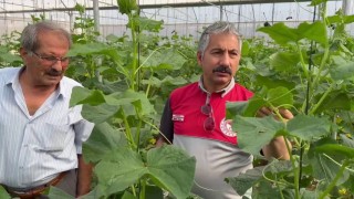 Adıyamanda Sera-GES Projesiyle tarımsal üretim hız kazanıyor