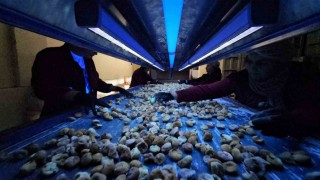 Aflatoksinli incire geçit yok