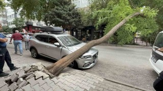 Ağaç otomobilin üzerine devrildi