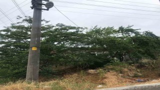 Ağaçların içinden geçen elektrik telleri tehlike saçıyor