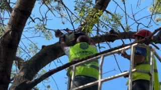 Ağaçta 3 gündür mahsur kalan kedi kurtarıldı