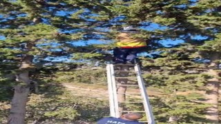 Ağaçta mahsur kalan kedi, merdiven yardımıyla kurtarıldı