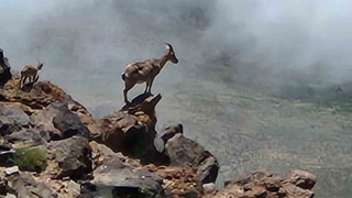 Ağrı Dağında 4 bin rakımda dağ keçileri görüntülendi