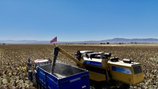 Ağrıda ayçiçeği üretiminden 758 milyon TLlik kazanç bekleniyor