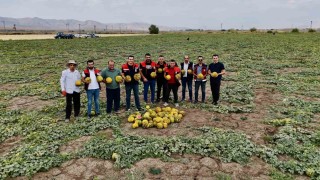 Ağrının verimli tarlalarında kavunlar tezgâha hazırlanıyor