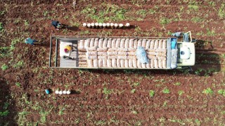 Ağustosta en çok ucuzlayan ürün patates oldu