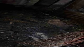 Ahır yandı, 7 hayvan telef oldu