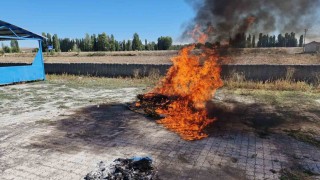 Alacada ele geçirilen 21 kök kenevir imha edildi